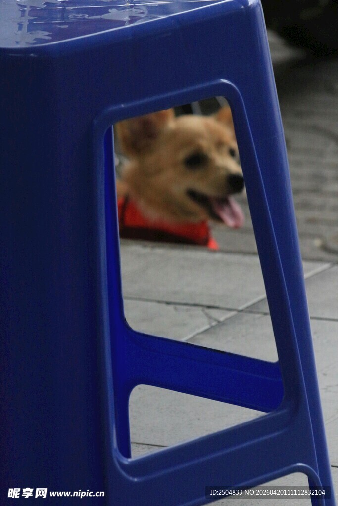 蓝色椅后探出脑袋的小狗