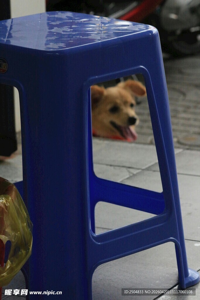 蓝凳下探出头的可爱小狗
