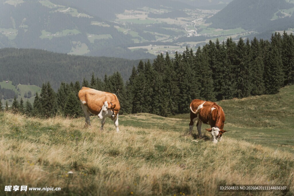 山间草地的两头牛