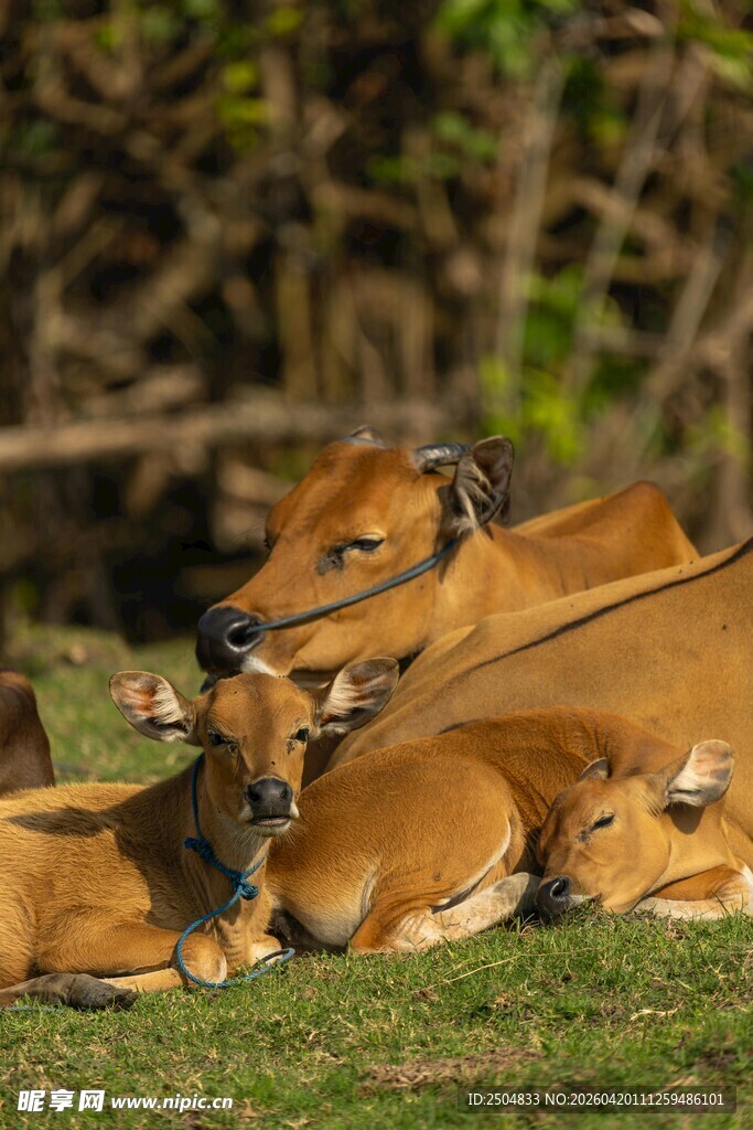 休憩的牛群