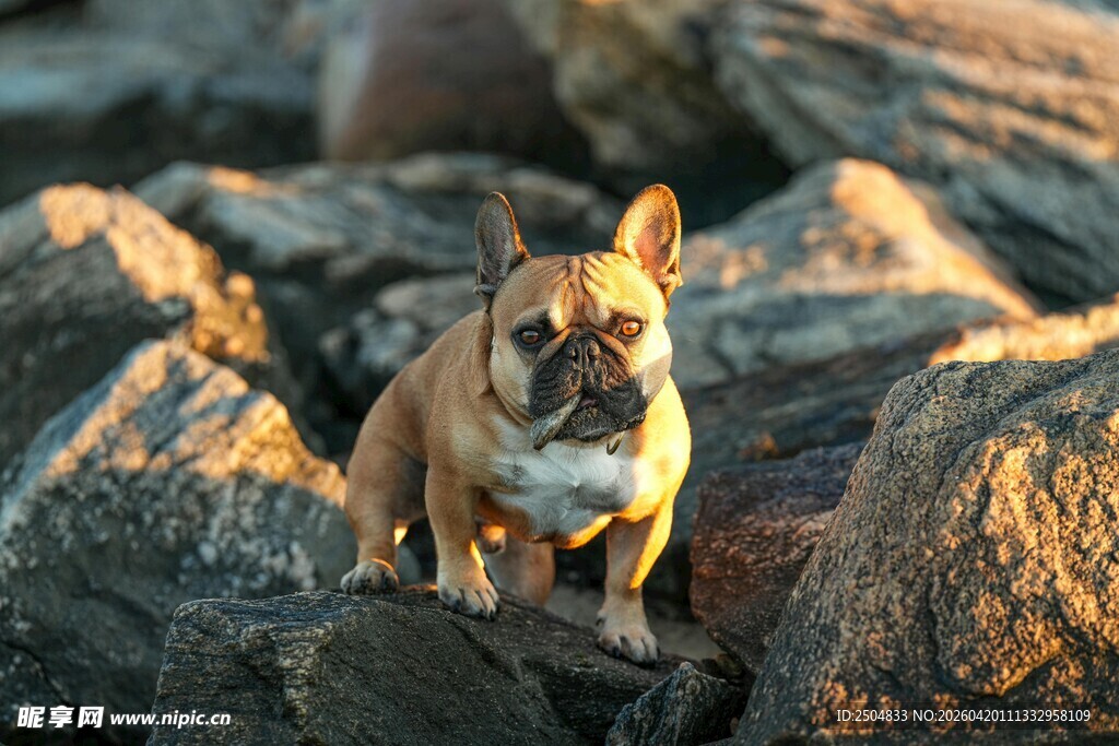 阳光下岩石上的可爱法斗
