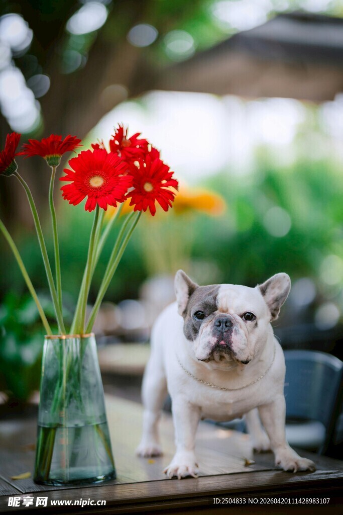 法斗旁的艳丽红花朵