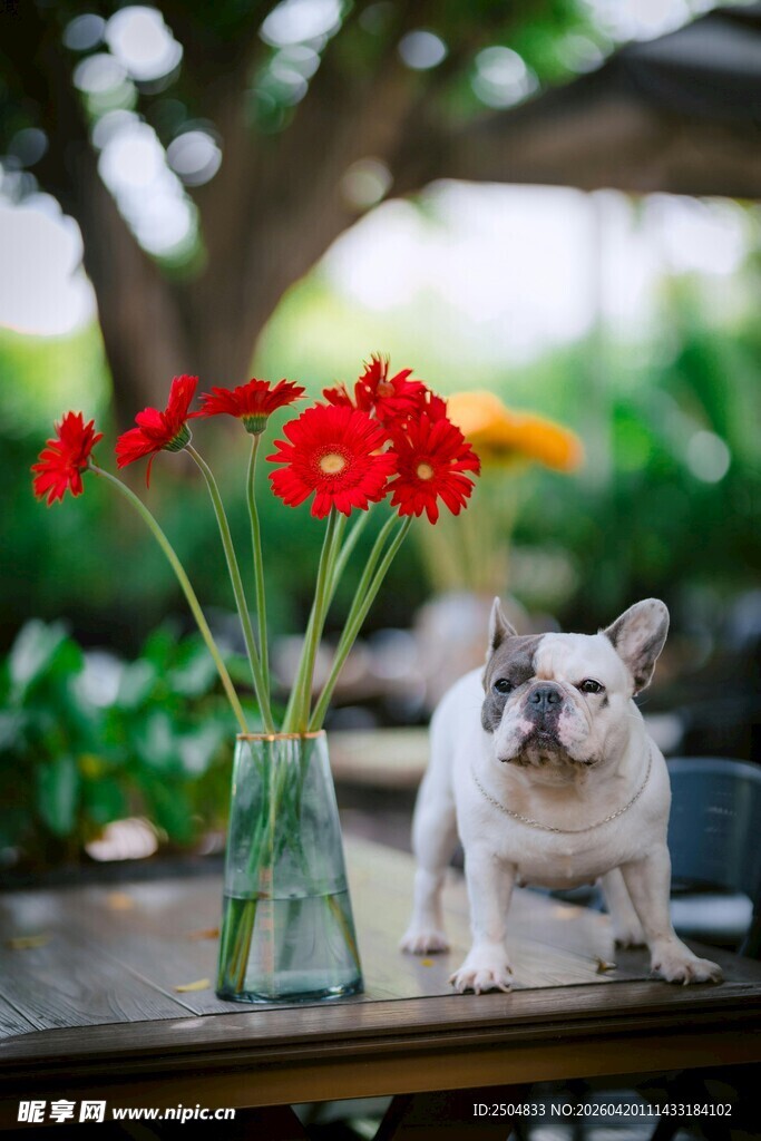 法斗与瓶中红花的温馨画面
