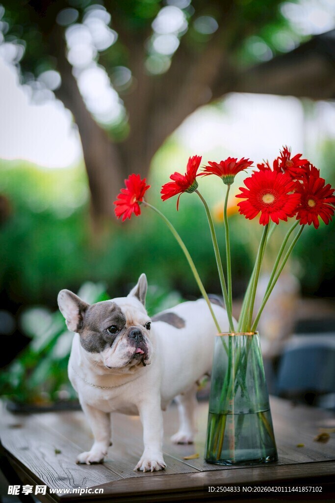 法斗与娇艳红花同框