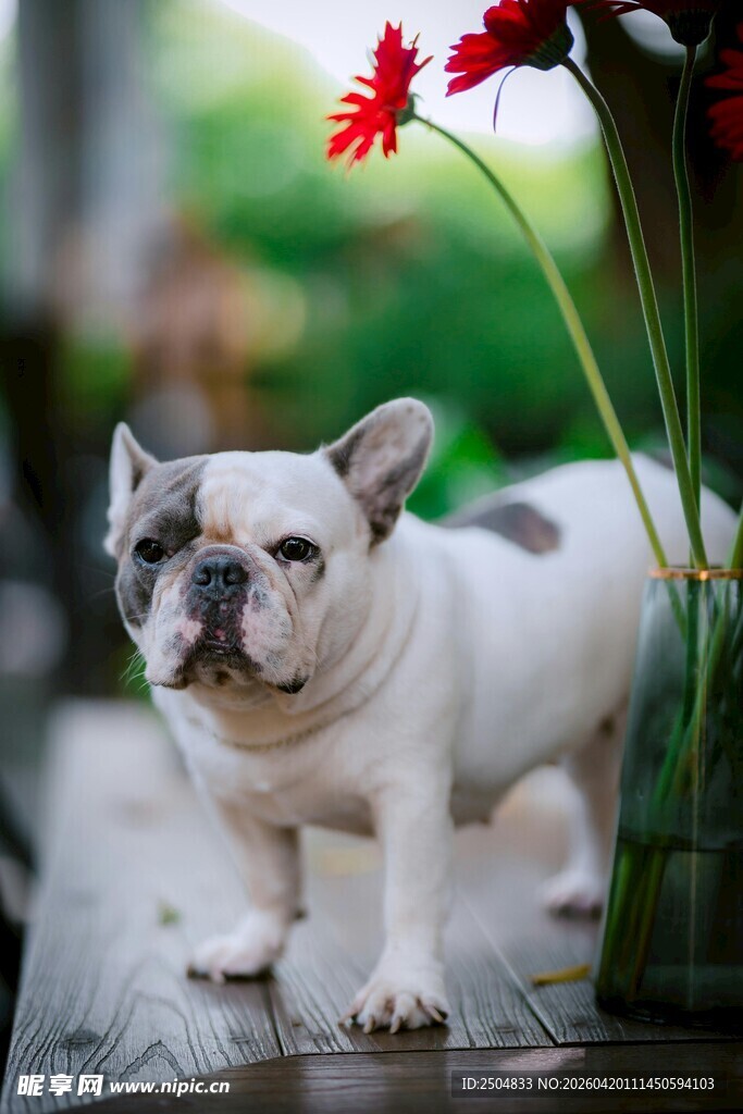 可爱法斗犬与艳丽红花