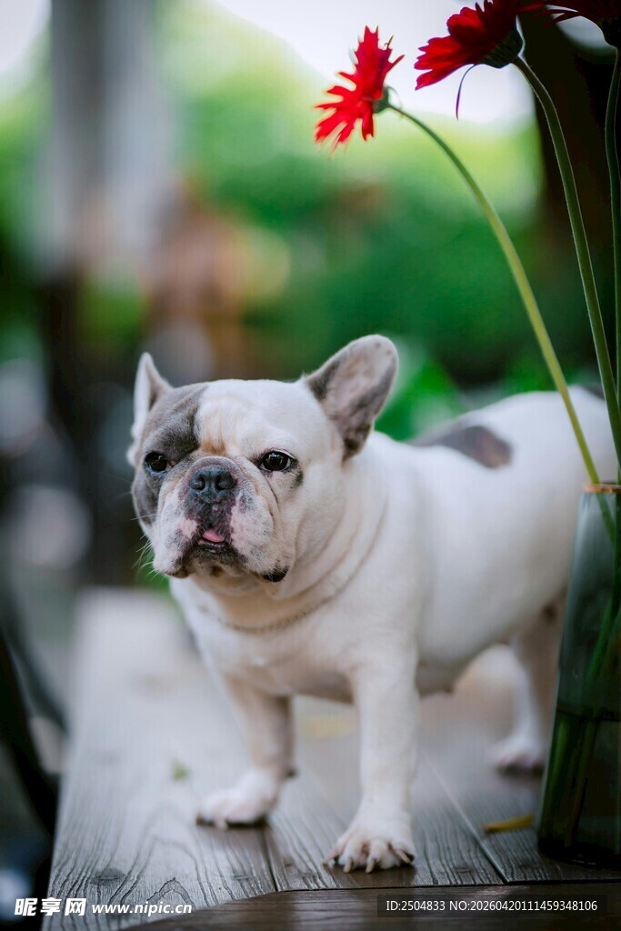 可爱法斗于花草间站立