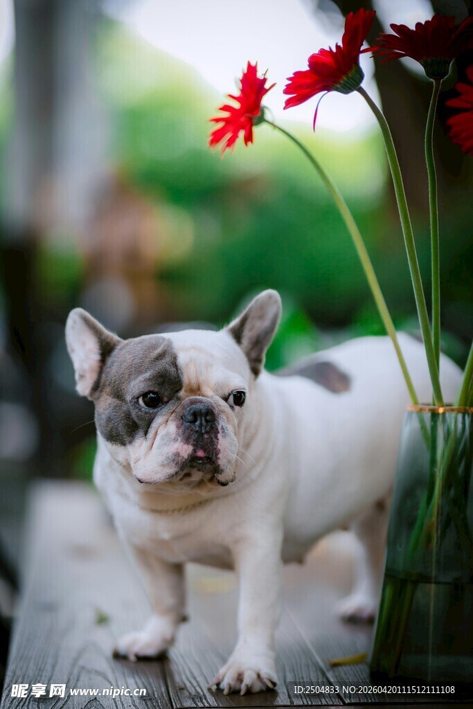 可爱法斗与娇艳红花