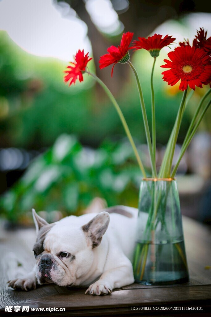 趴着的小狗与瓶中红花