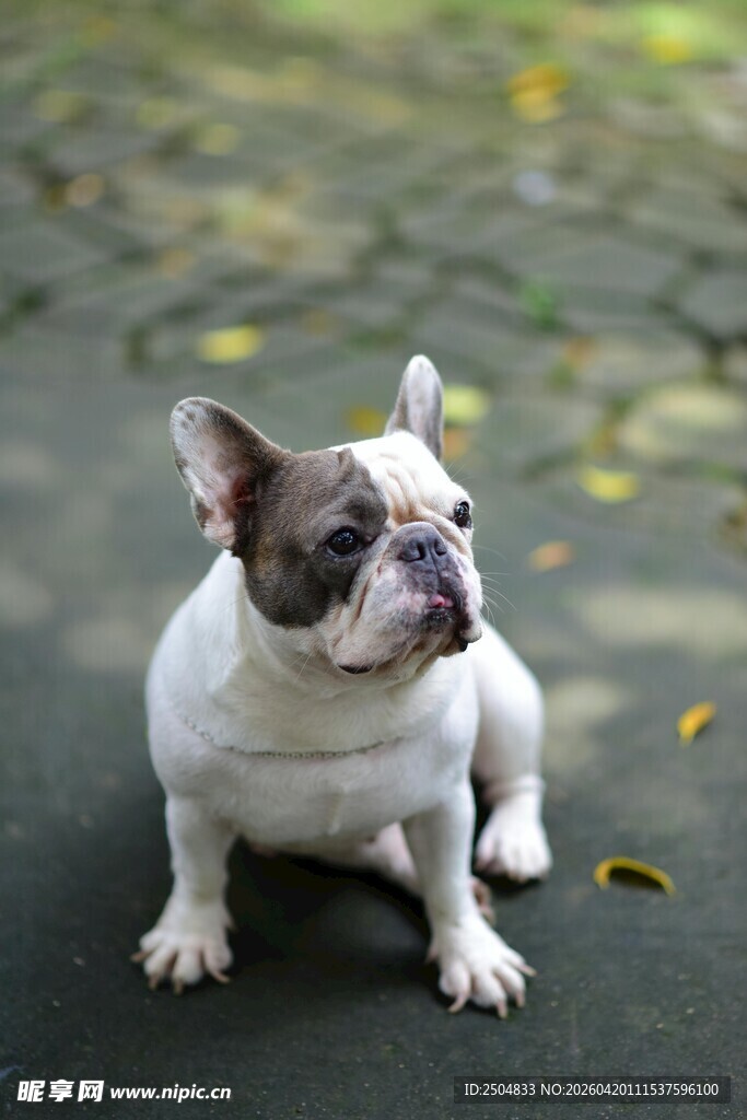 可爱法国斗牛犬蹲坐