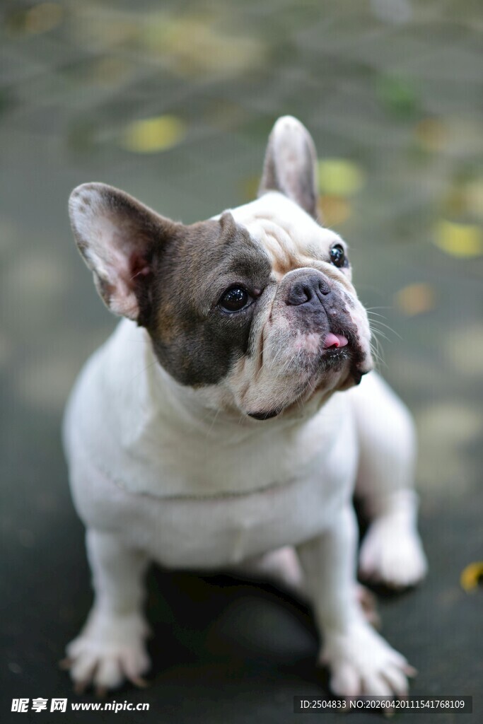 可爱法国斗牛犬萌态十足