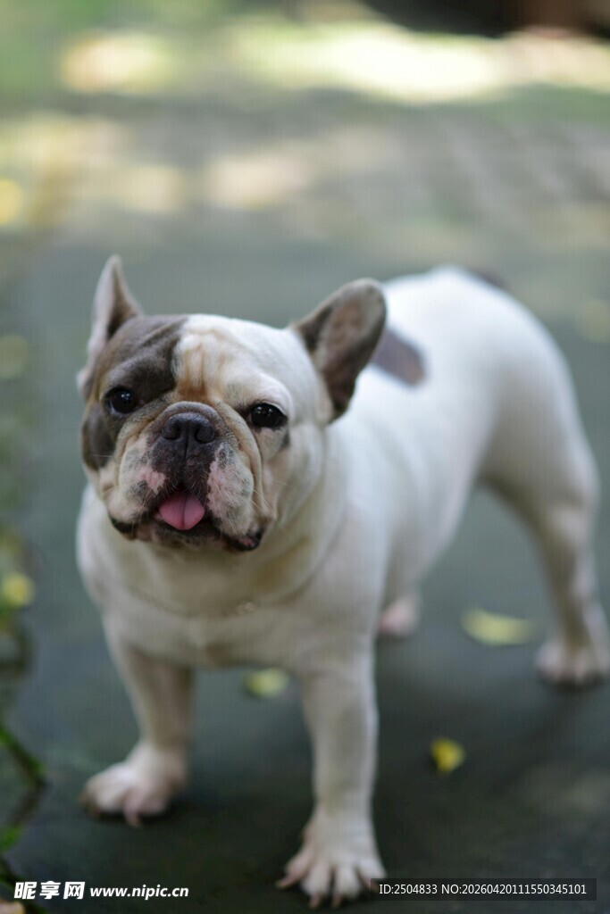 可爱法国斗牛犬户外站立