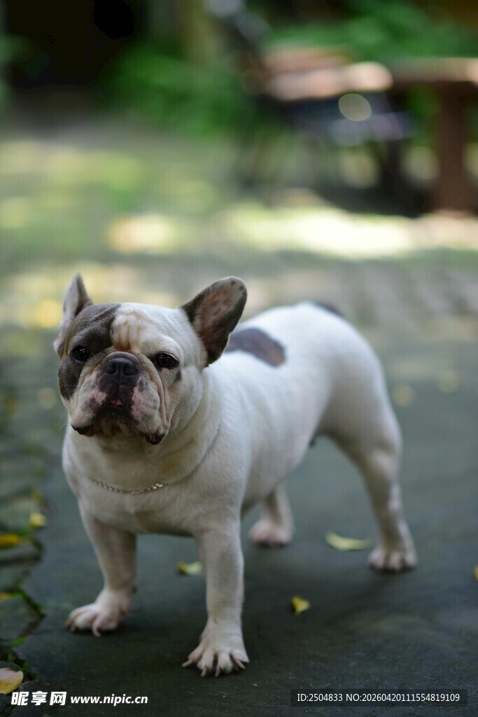 可爱法国斗牛犬户外站立