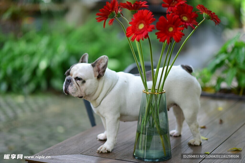 法斗与瓶中红花的温馨画面