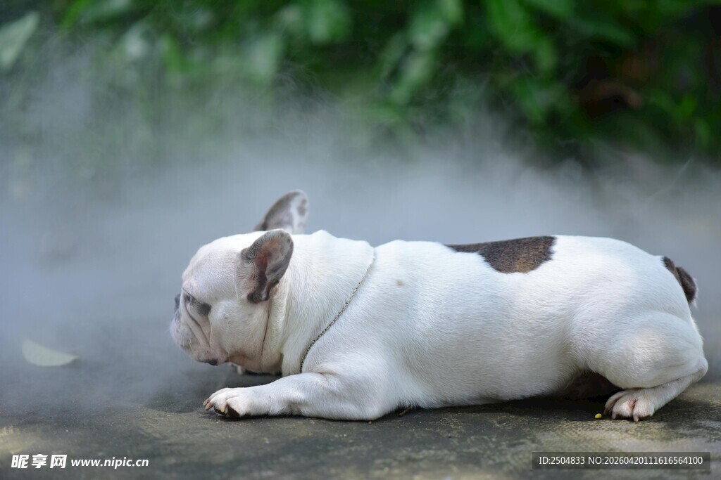 趴着的法国斗牛犬