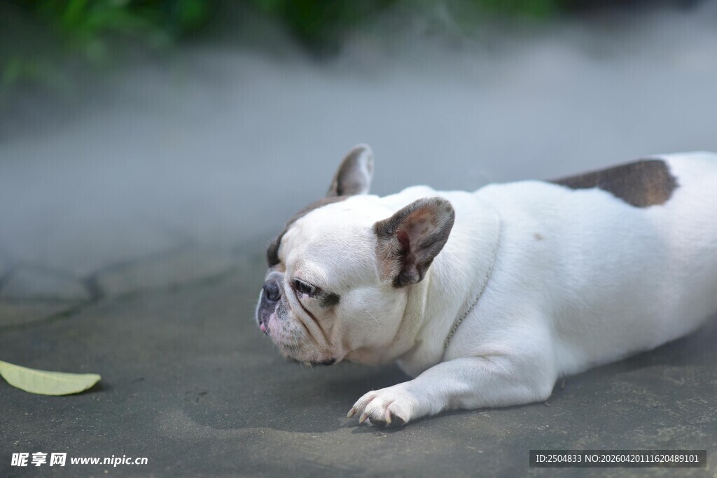 趴着的法国斗牛犬