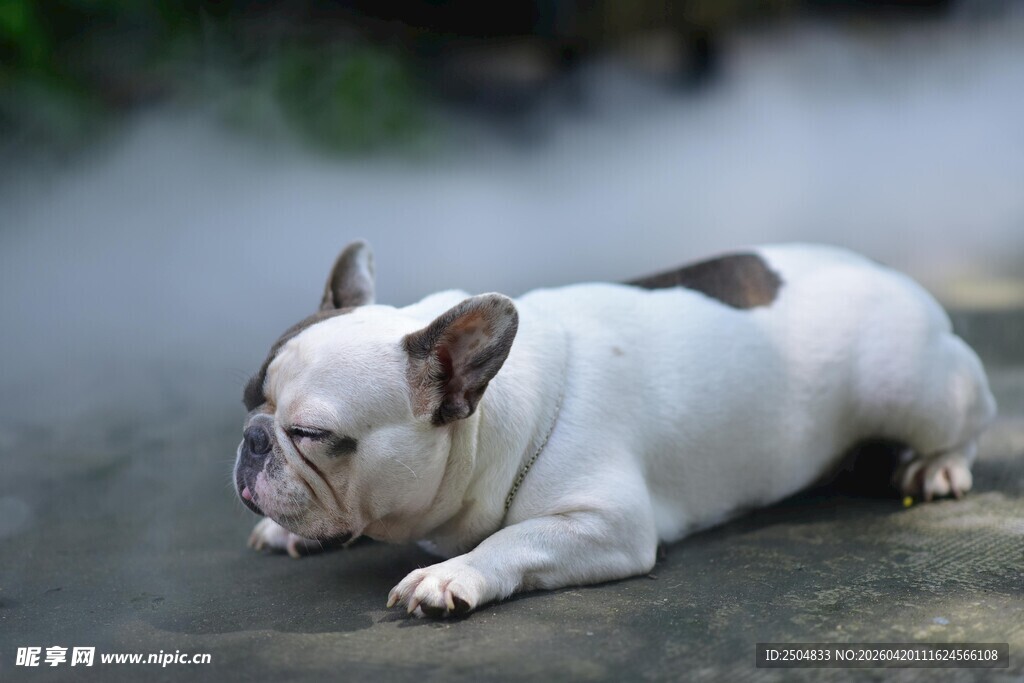 趴着的可爱法国斗牛犬
