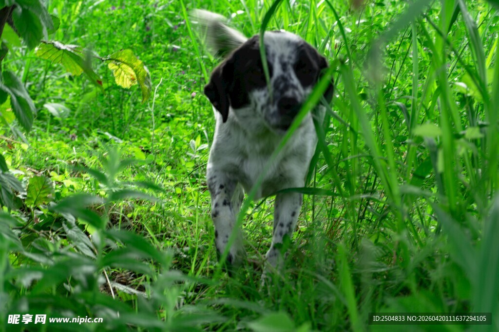 草地上的可爱小狗