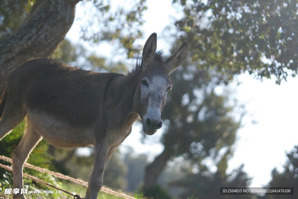 树下毛驴