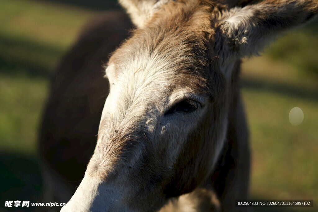 驴的特写
