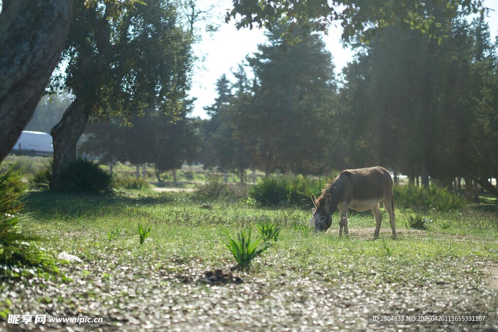 草地上悠闲吃草的驴子