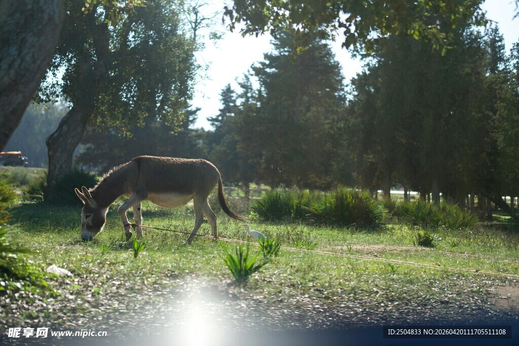 草地上低头吃草的驴子