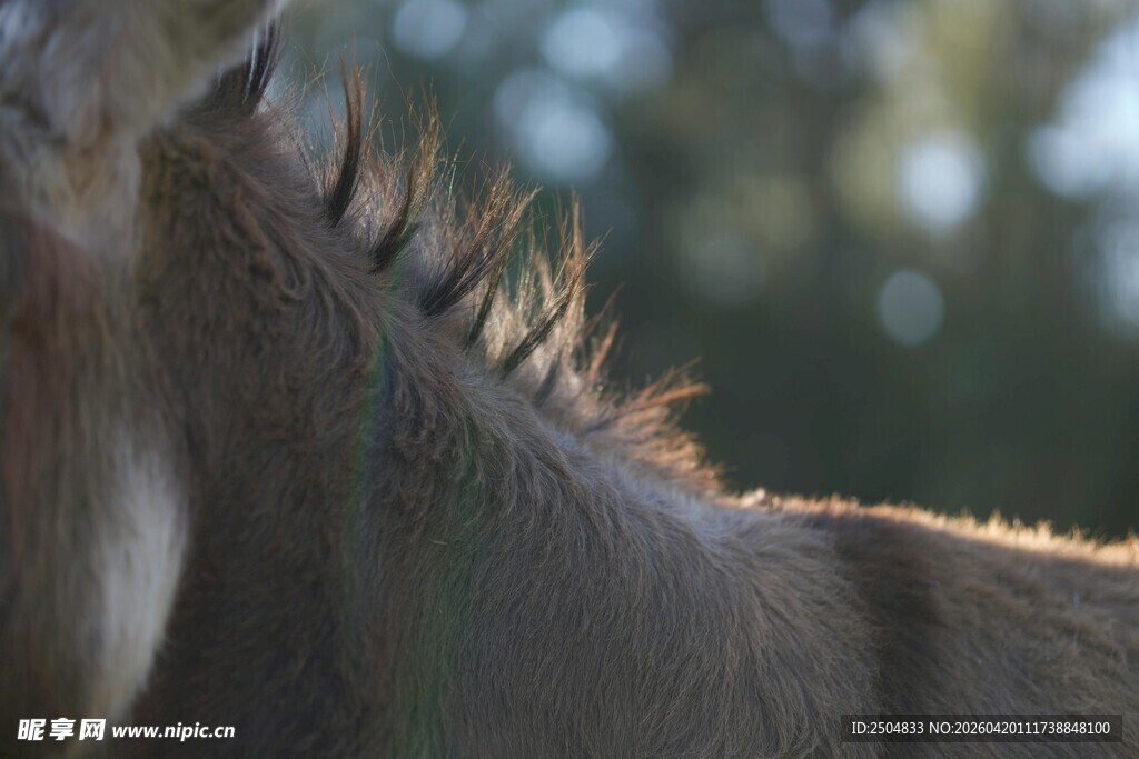 驴的颈部特写