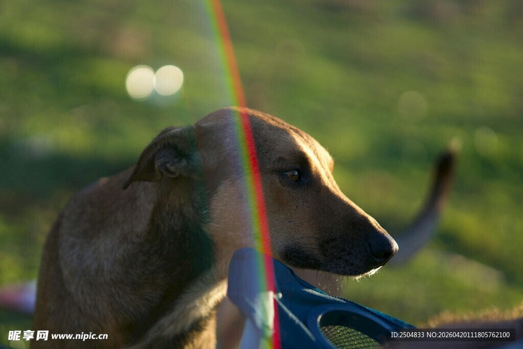 阳光下的优雅猎犬