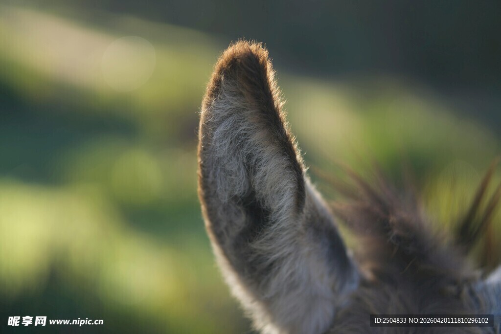 驴耳朵特写