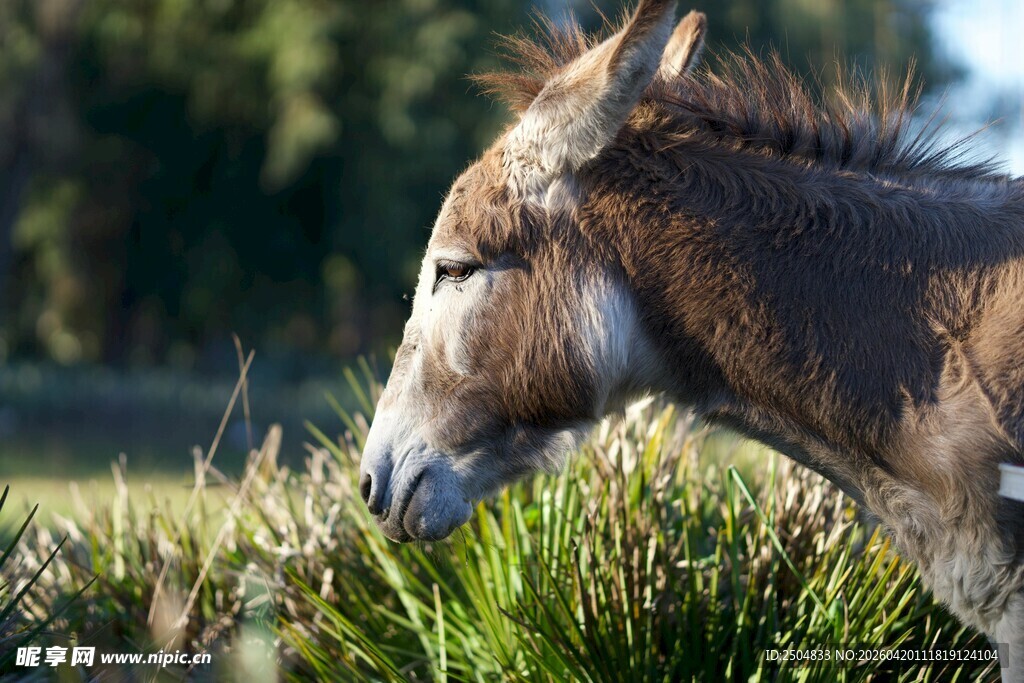 驴在草地中低头进食