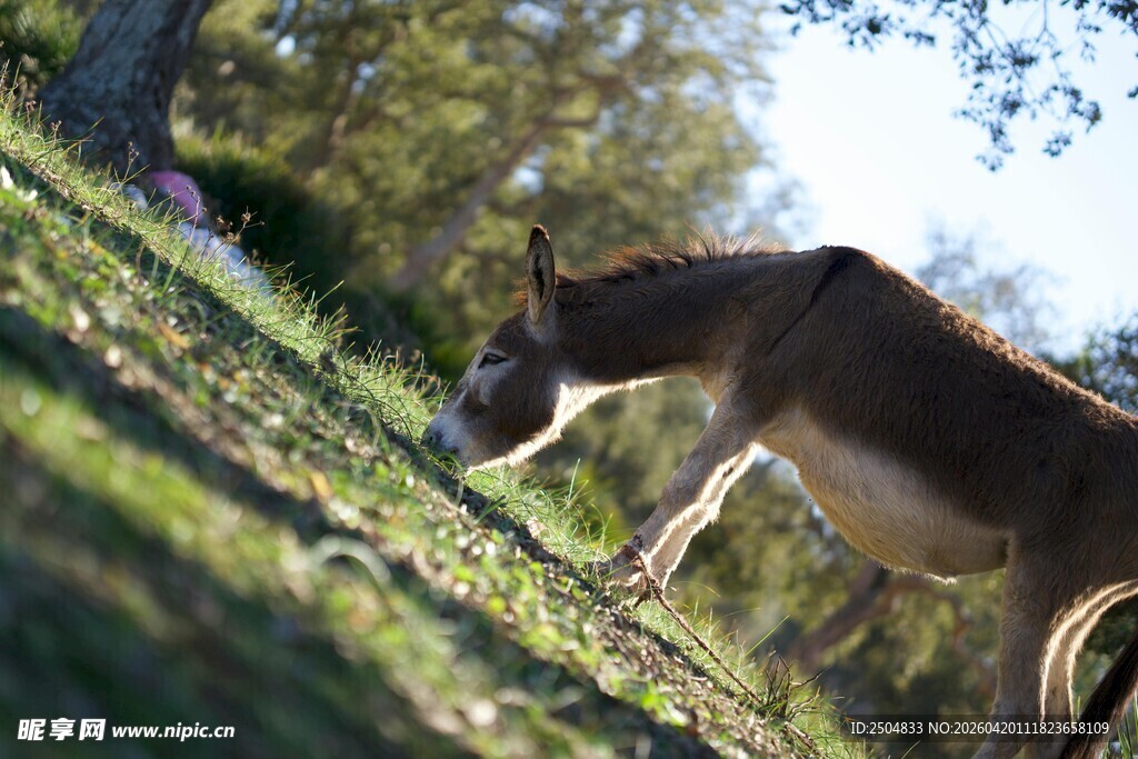 野外驴子低头吃草景象