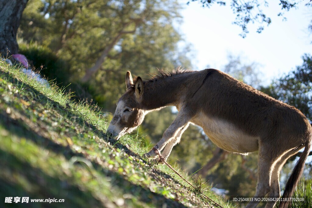 草地上的驴子