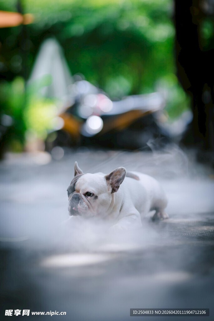 雨中漫步的可爱小白狗