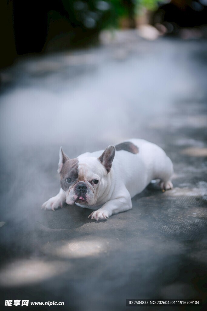趴着的可爱法国斗牛犬