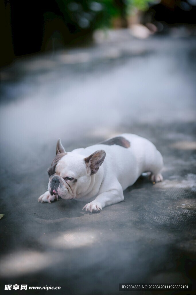 趴着的白色法国斗牛犬