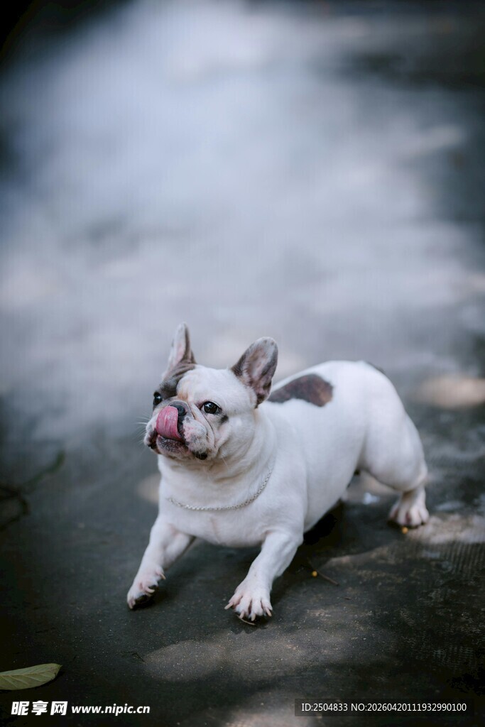 可爱法斗户外俏皮瞬间