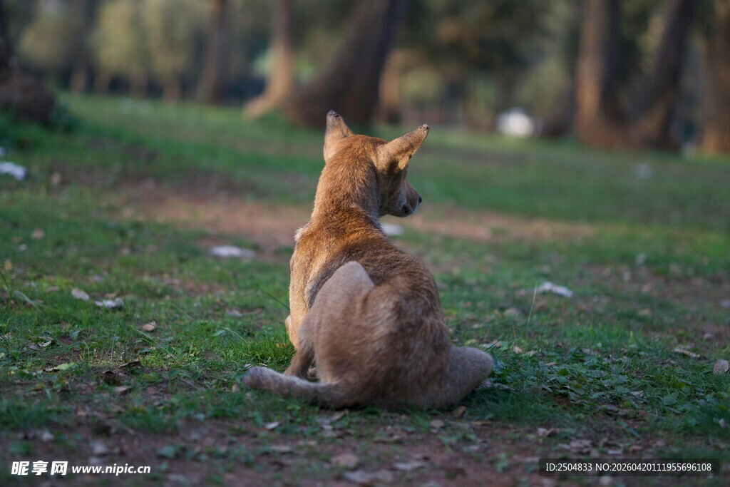 草地上独坐的猫咪