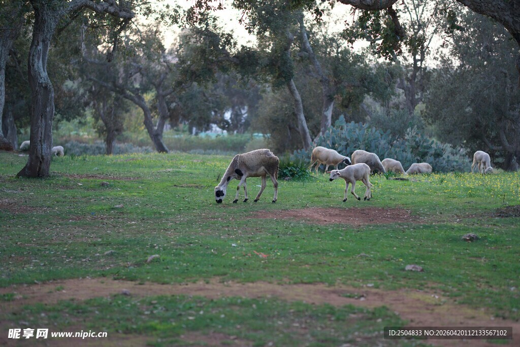 草地羊群树林风景图