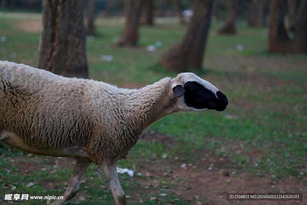 林间漫步的绵羊