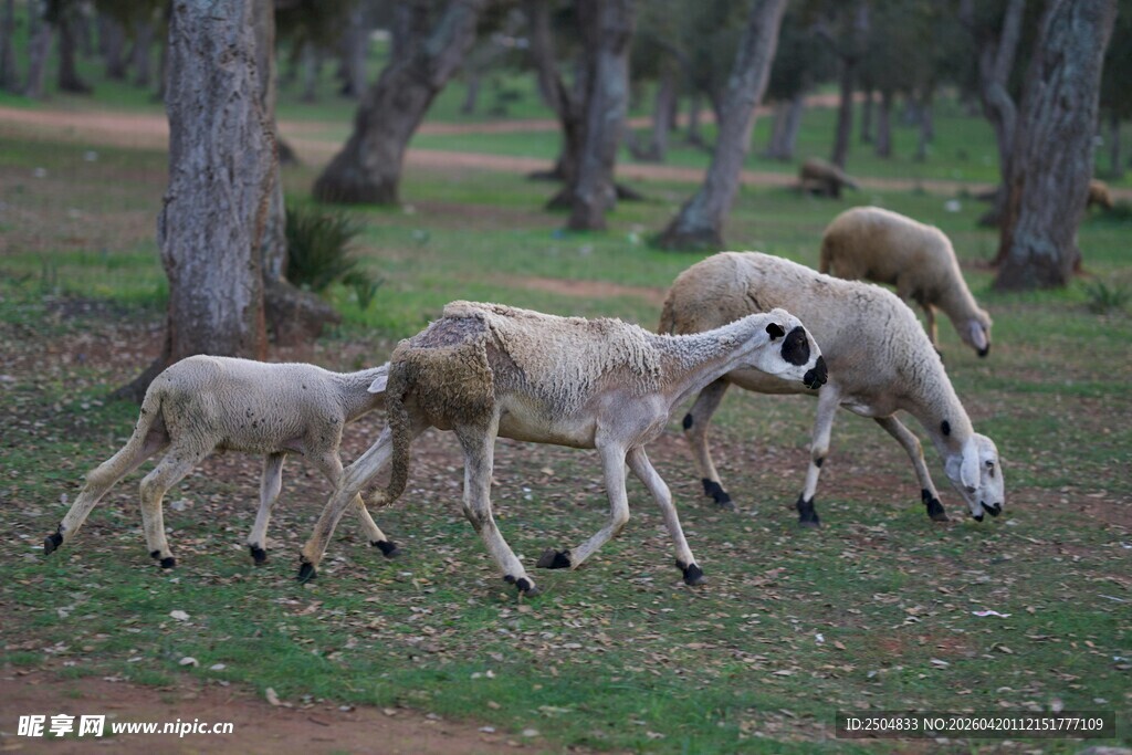 林间吃草的几只小羊羔