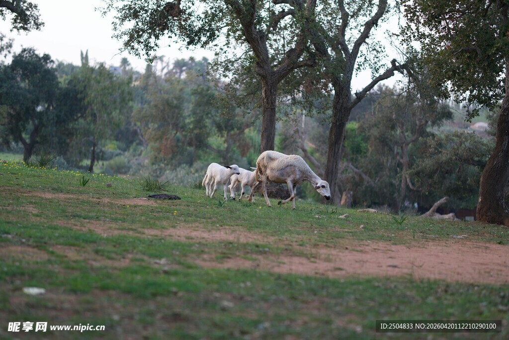 林间草地的悠闲羊群
