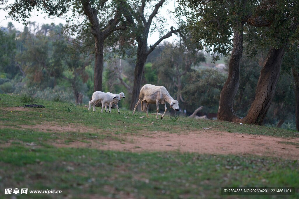 林间吃草的几头白色牲畜
