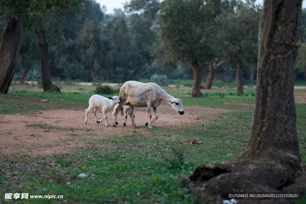 林间草地的羊群