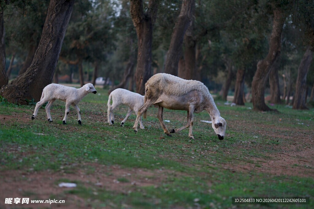 草地上的几只羊在吃草