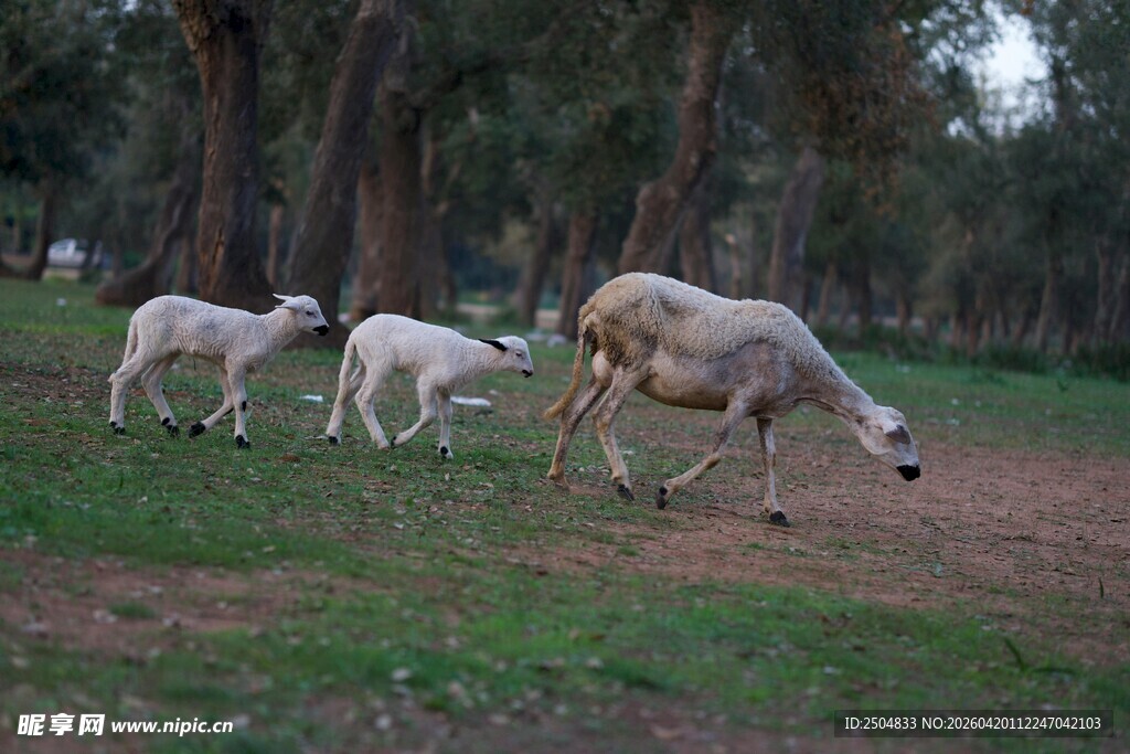 林间羊群漫步