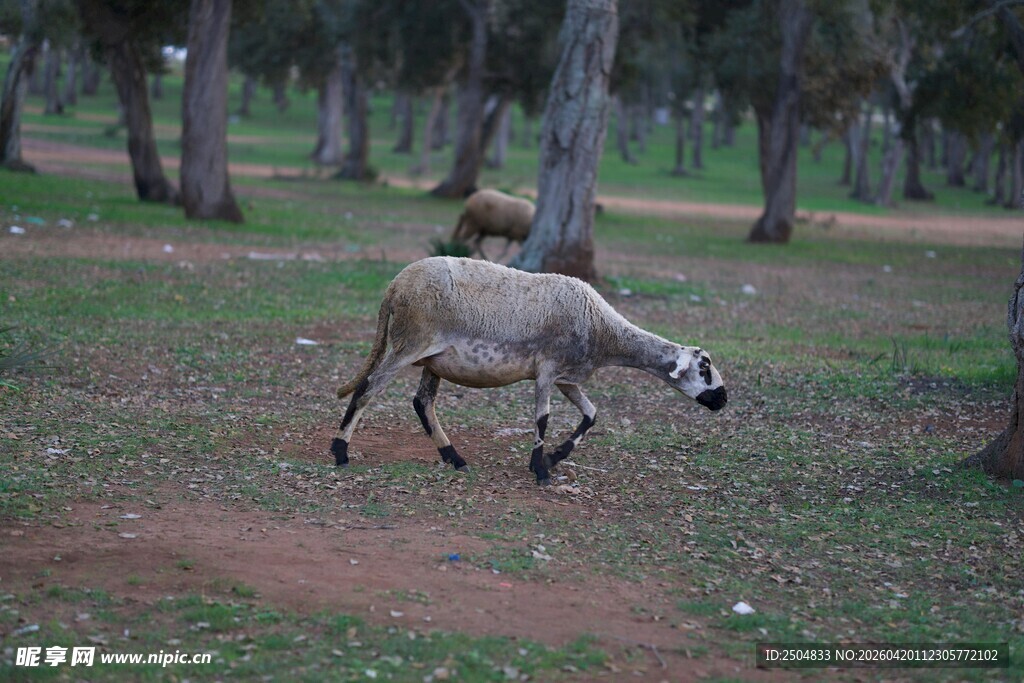 草地上的两只羊