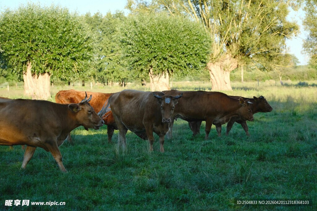 牧场上的牛群