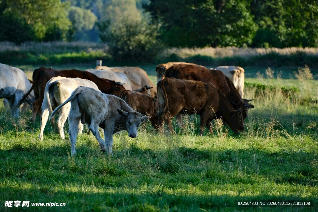 草原上的牛群悠然吃草