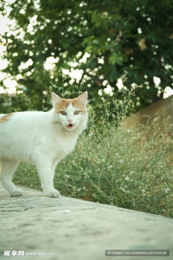 户外草地边的可爱猫咪