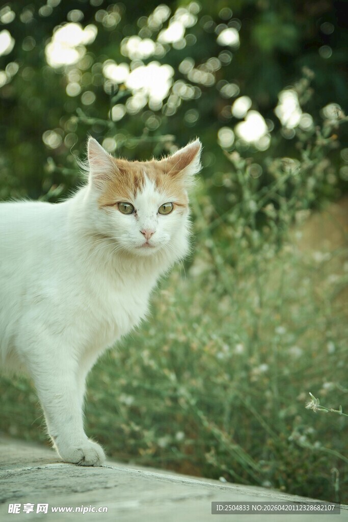 白橘猫立于绿意背景中
