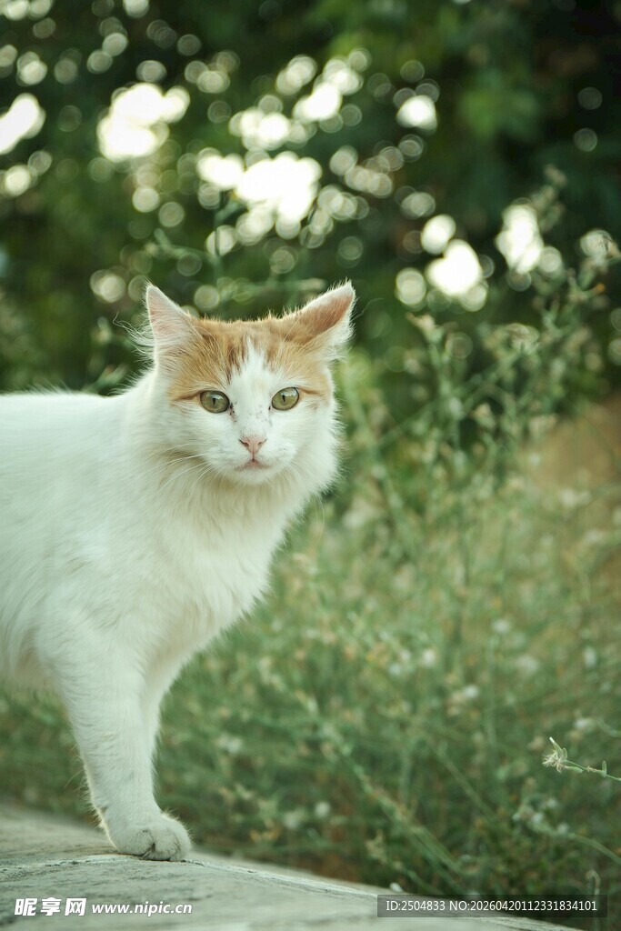 户外白橘猫站在木石上